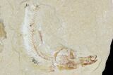 Cretaceous Fossil Shrimp And Fish Plate - Lebanon #107427-2